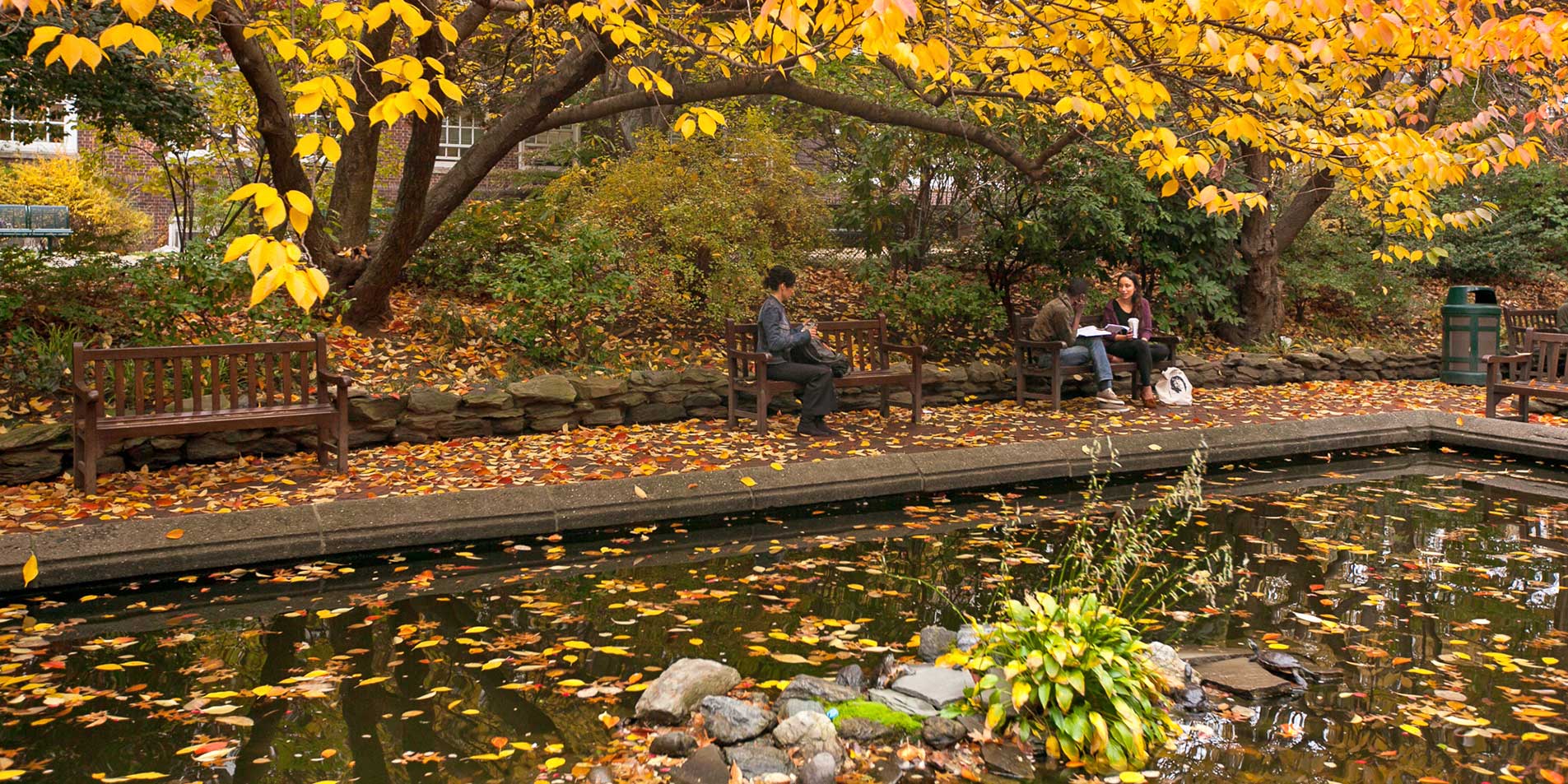 Lily Pond in Autumn